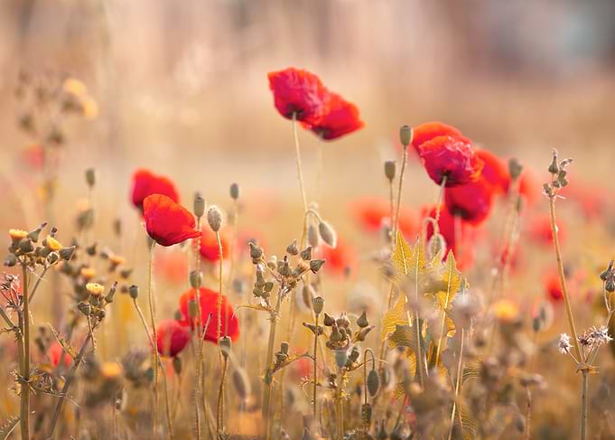 Red Poppies in a Golden Field