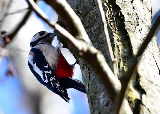 Woodpecker clinging to a tree branch