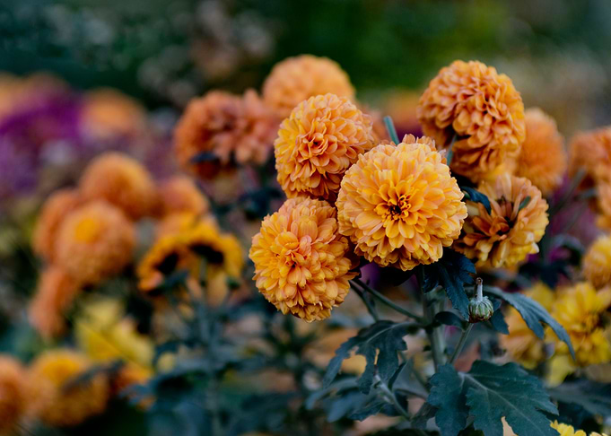 Orange Chrysanthemum Flowers in Bloom