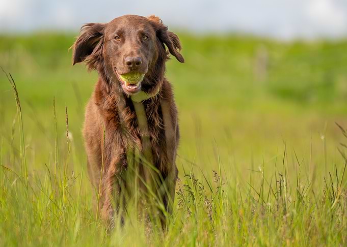 Happy Dog with Ball in Field