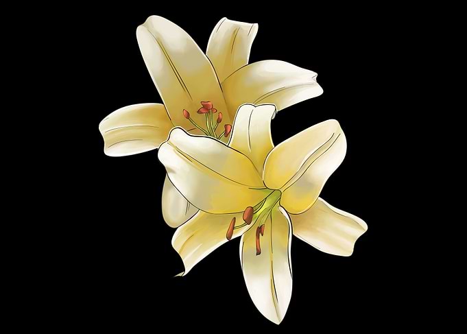Two Yellow Lilies on Black Background