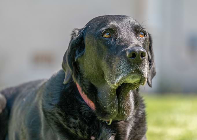 Portrait of a Black Labrador Retriever