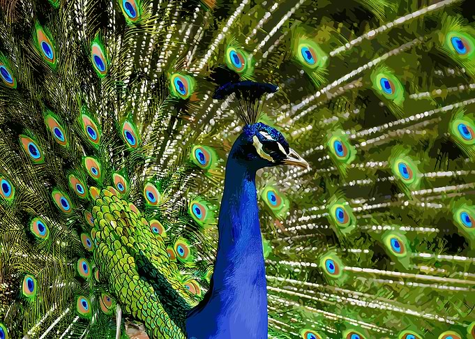 Peacock Displaying Feathers