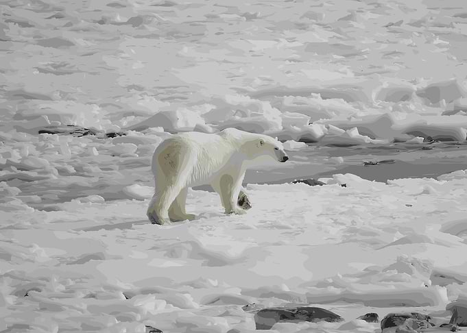 Polar Bear on Ice