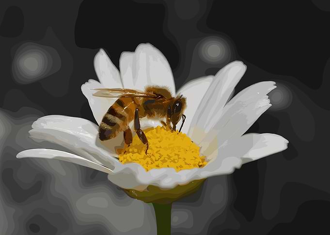 Bee on Daisy Flower
