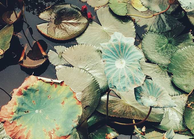 Lily Pads in Pond