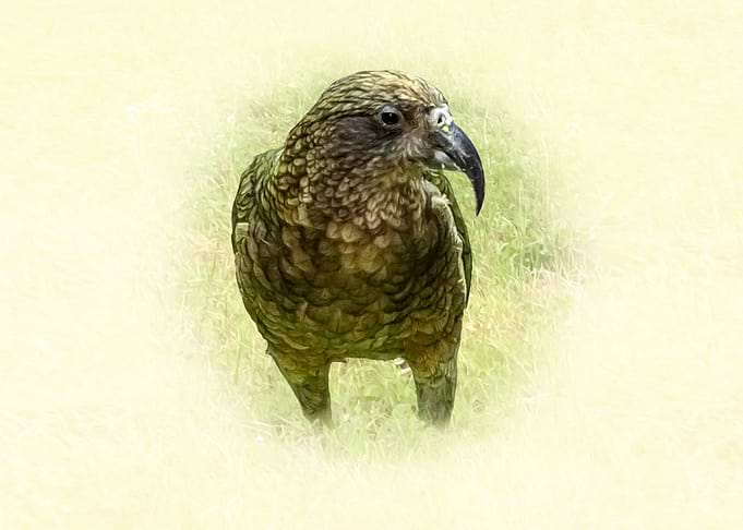 Kea Bird Portrait