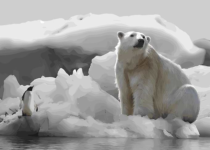 Polar Bear and Penguin on Ice