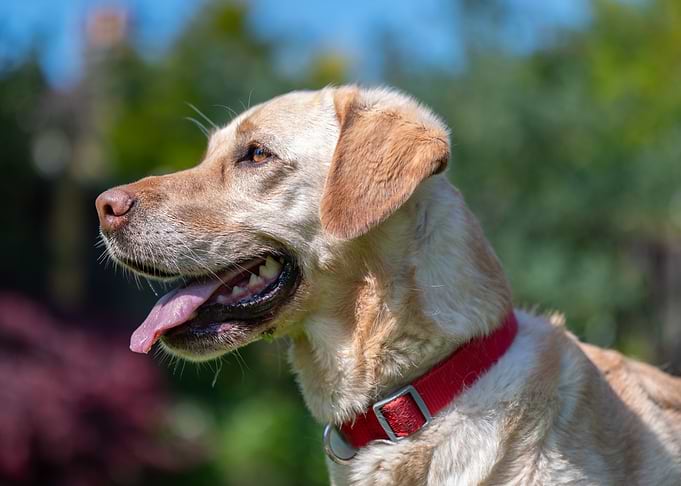 Labrador Portrait