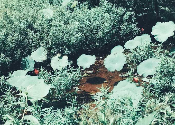 Lotus Pond Serenity