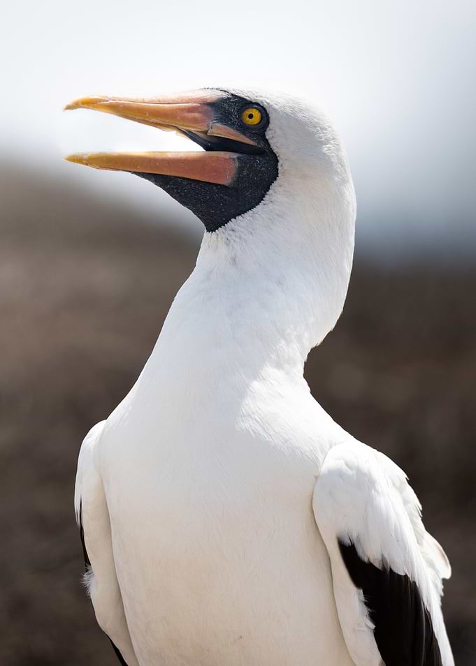 Close-up of a Nazca Booby