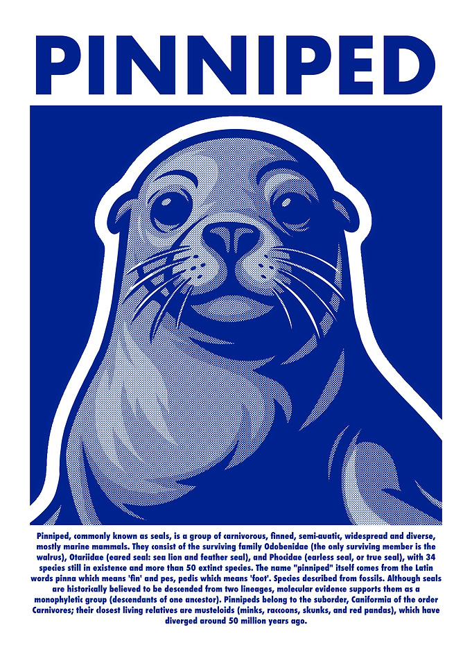 Pinniped Seal Illustration