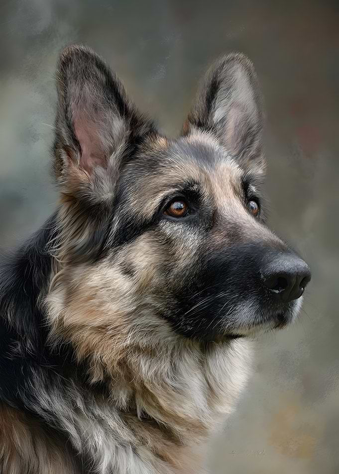 German Shepherd Realistic Portrait