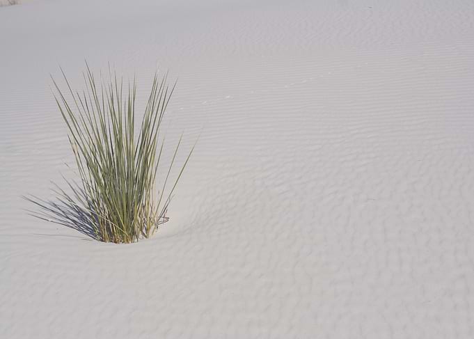 Desert Plant in White Sands Desert