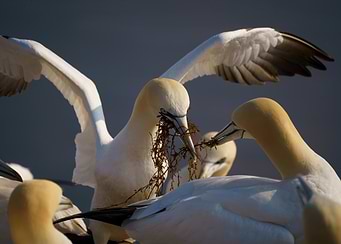Northern gannets building nest with seaweed on Helgoland, Germany