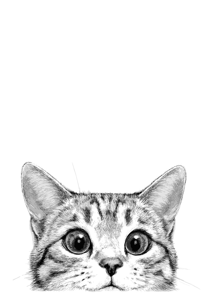 Peeking Cat Portrait