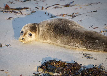 Baby Seal Resting on Sandy Beach at sunset