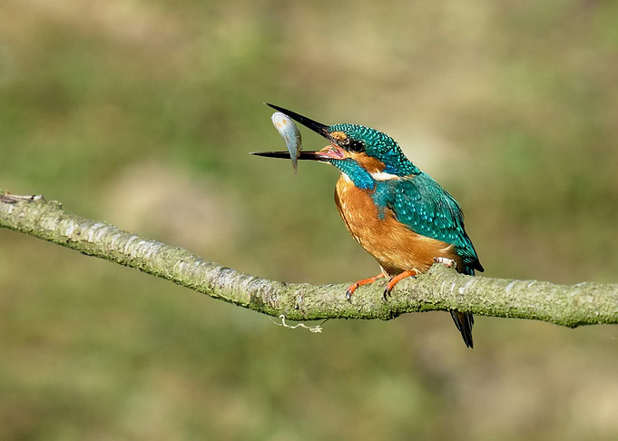 Kingfisher with Fish on Branch