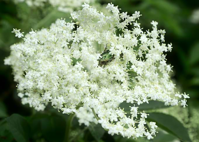 White Flowers with Green Beetle