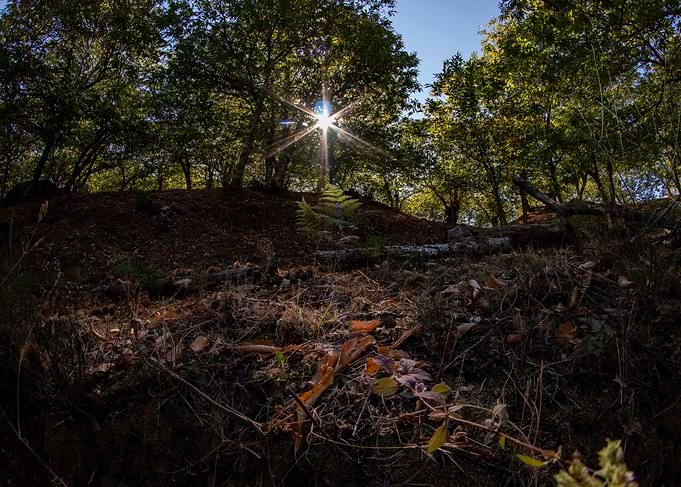 Sunlit Forest Floor
