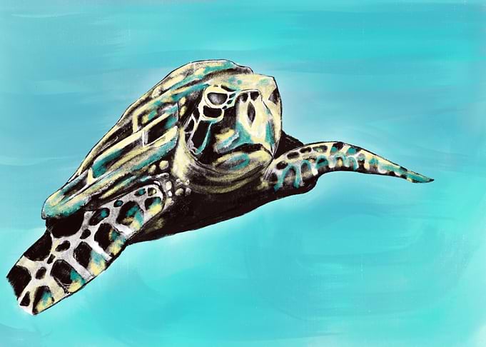 Sea Turtle Swimming