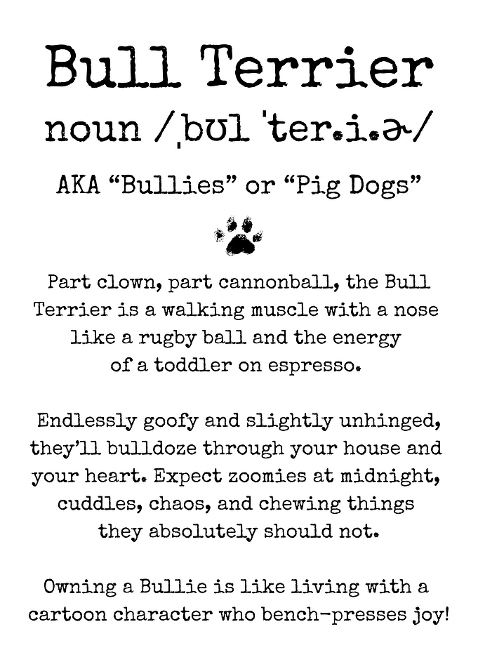 Bull Terrier Funny Definition