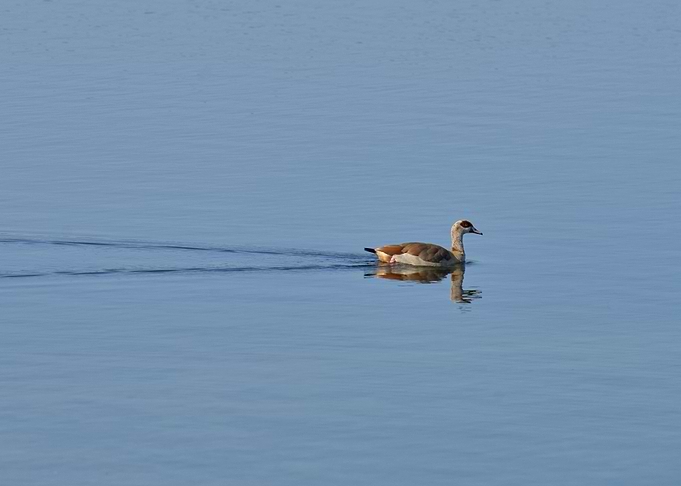 Egyptian Goose Swimming in Blue Water
