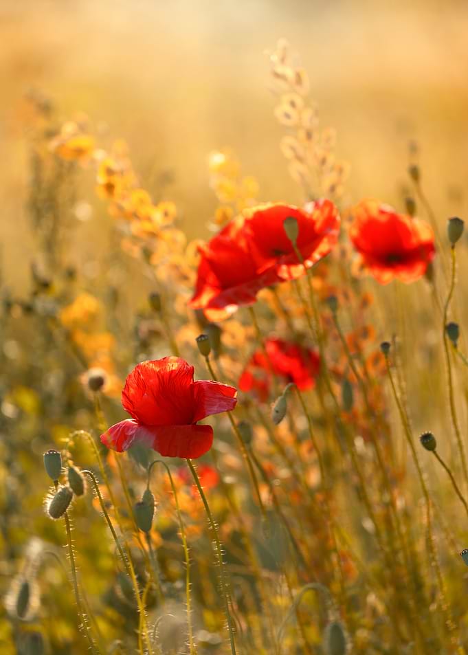 Red Poppies in Golden Light