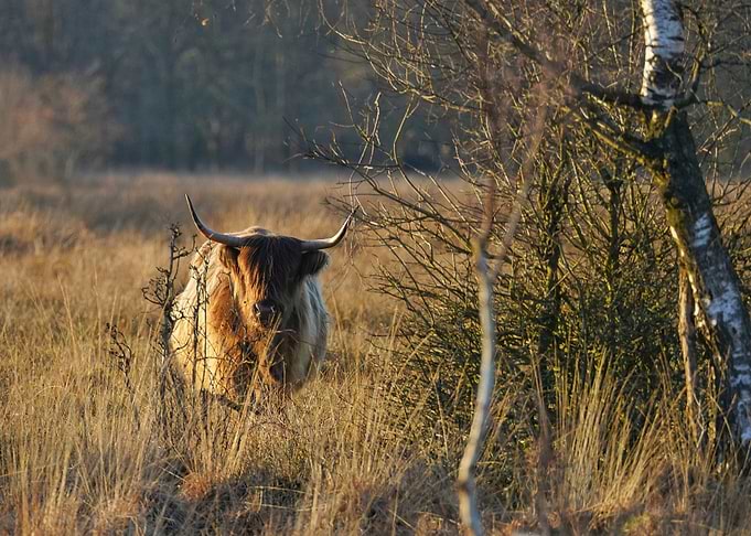 Highland Cow in Grassy Field