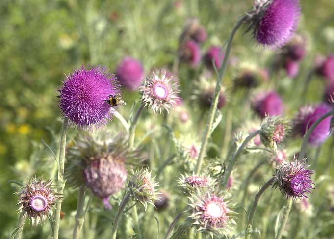 Thistle Field with Bee