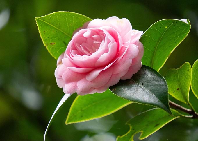 Pink Camellia Flower in Japan