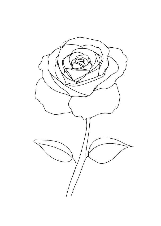 Rose Minimalist Line Art