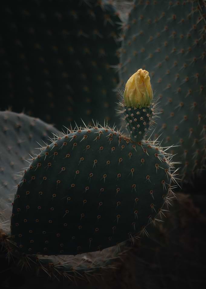 Opuntia's Torch