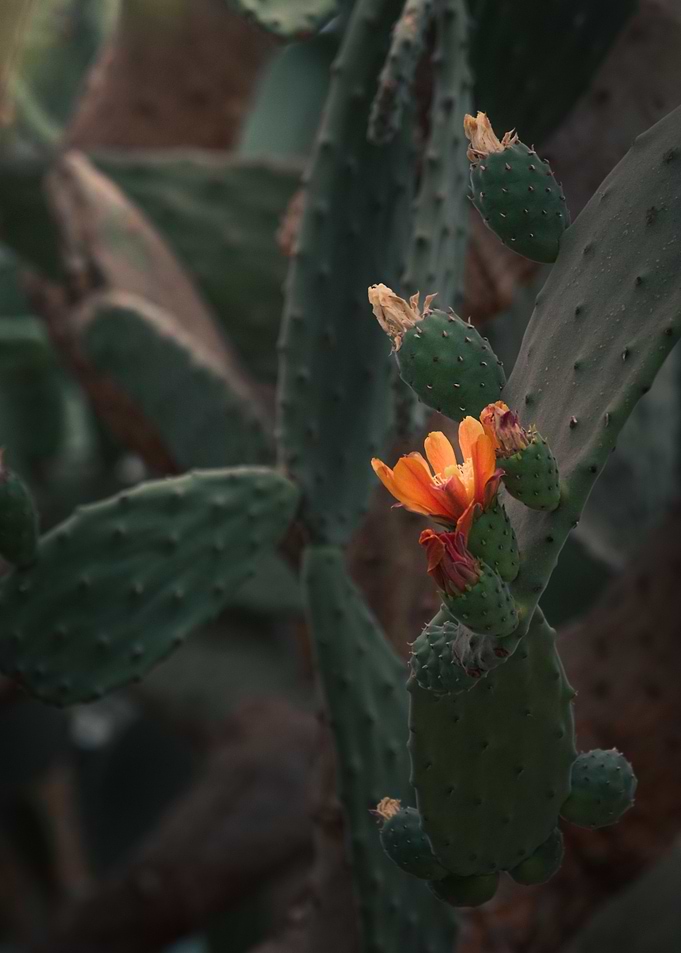 Fiery Petals