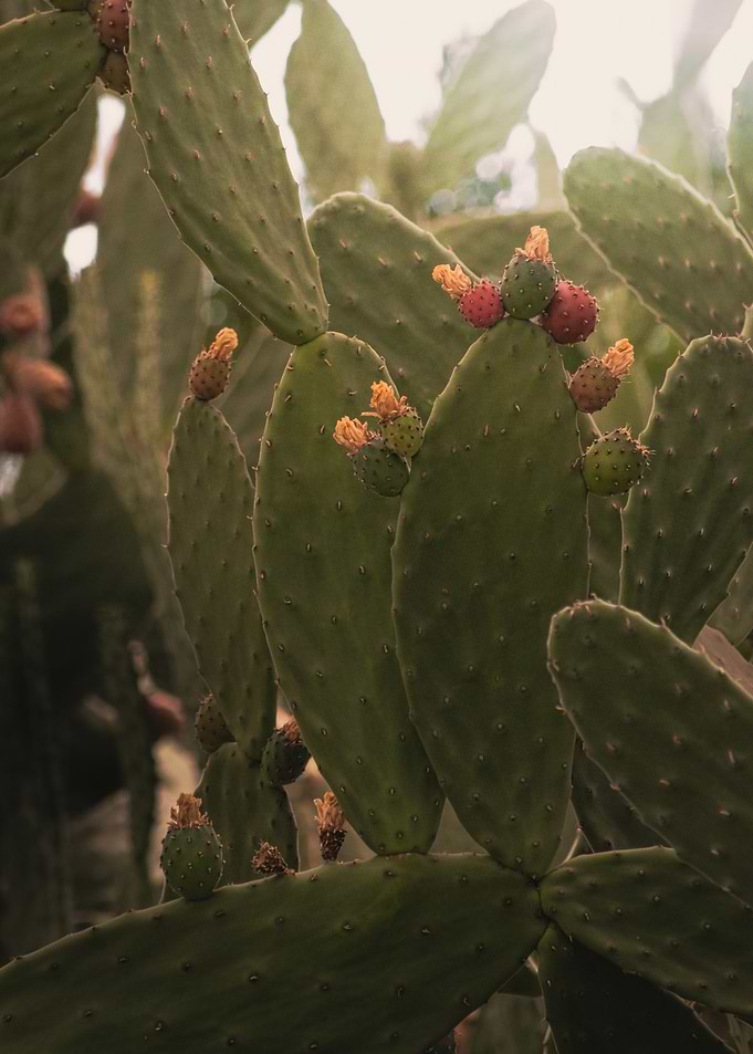 Cactus Crown