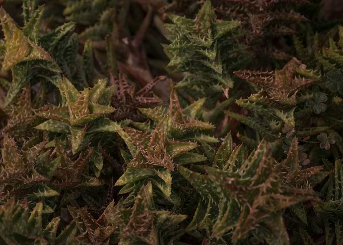 Spiky Cluster