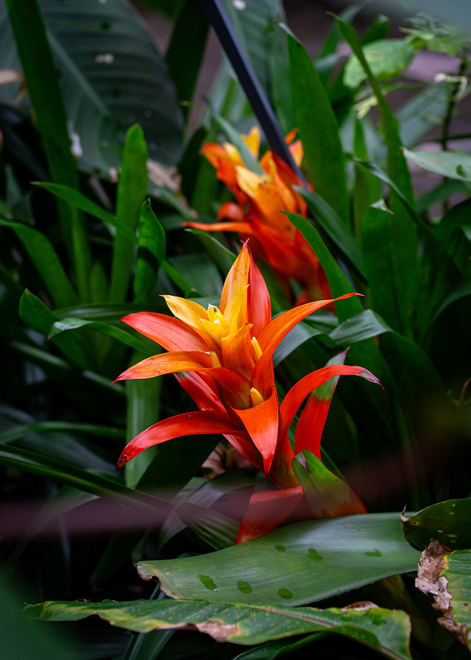Bromeliad Flower in Lush Greenery