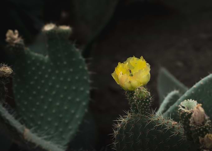 Cactus Jewel