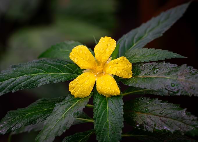 Yellow Flower with Water Droplets