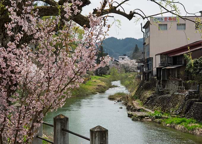 Takayama River Scene with Cherry Blossoms