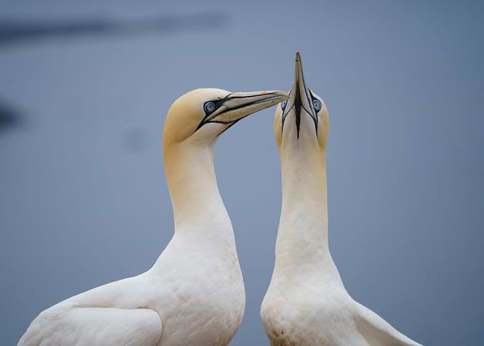 A couple of Northern gannets sitting at their nest with the ocean in the background