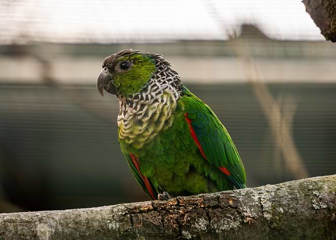 Green Parrot on a Branch