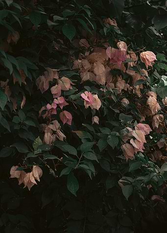 Subtle Hues