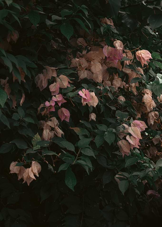 Subtle Hues