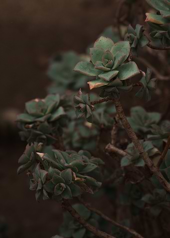 Aeonium Haze