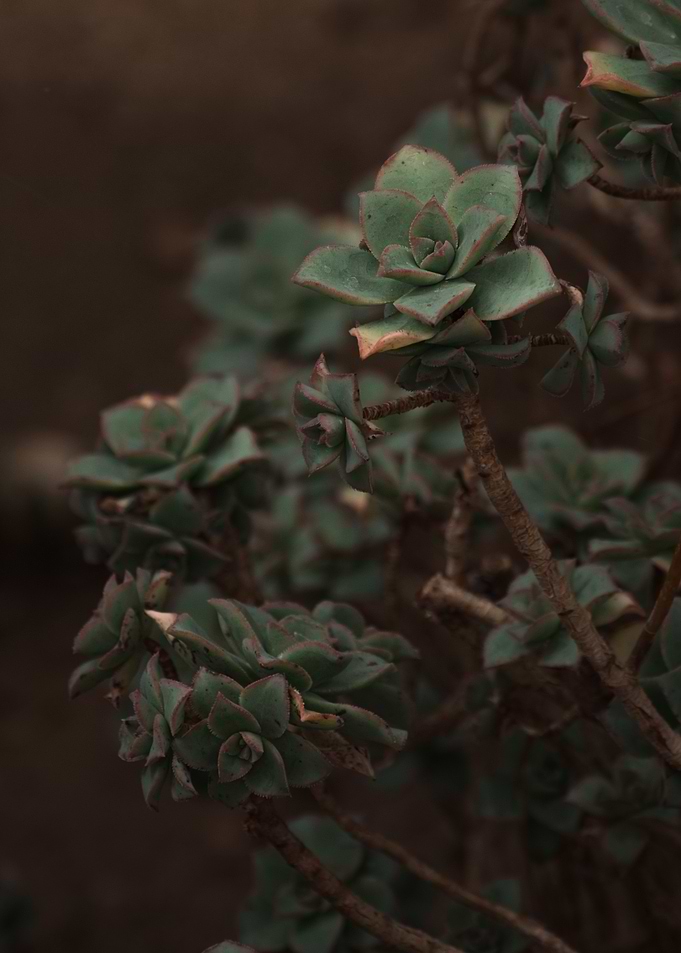 Aeonium Haze