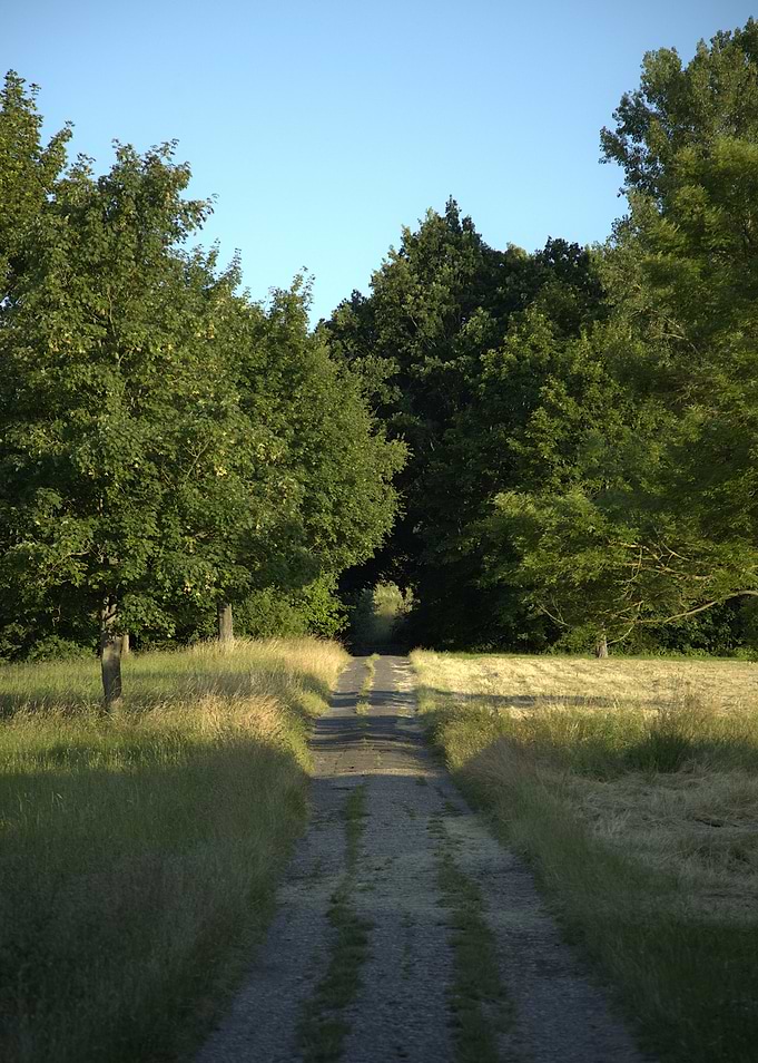Country Road Through Trees