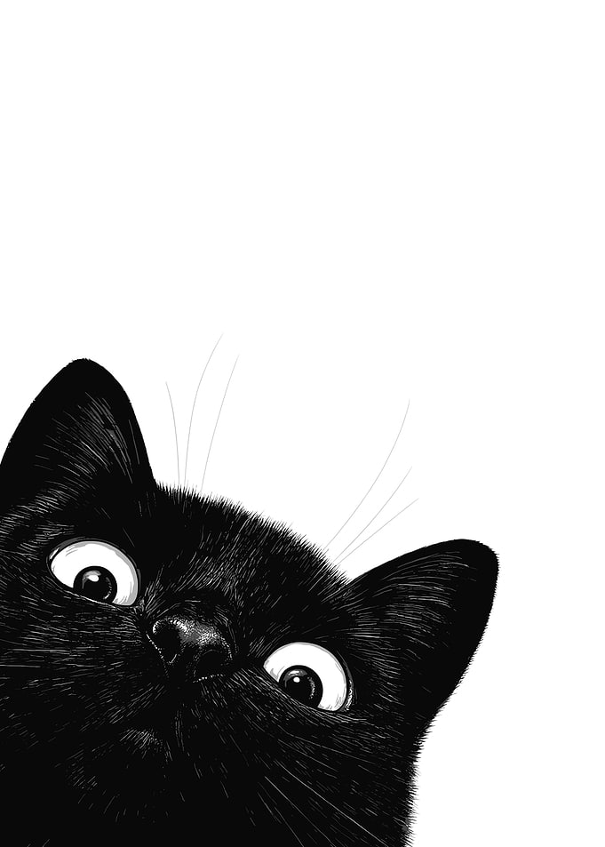 black cat funny