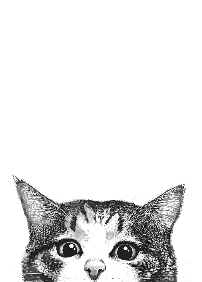 Peeking Cat Portrait