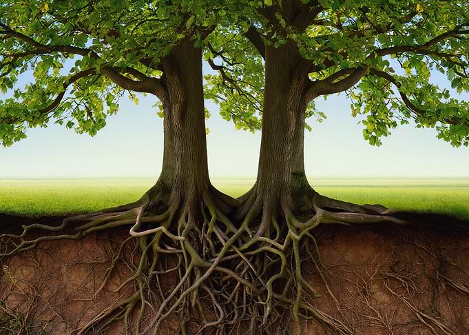 Intertwined Trees with Exposed Roots